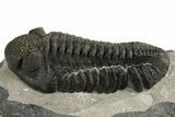 Prone Phacopid (Drotops) Trilobite - Mrakib, Morocco #338993-3